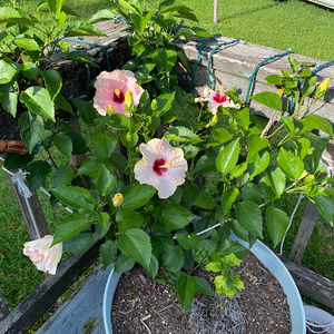 Meet your Posher, Suzanne